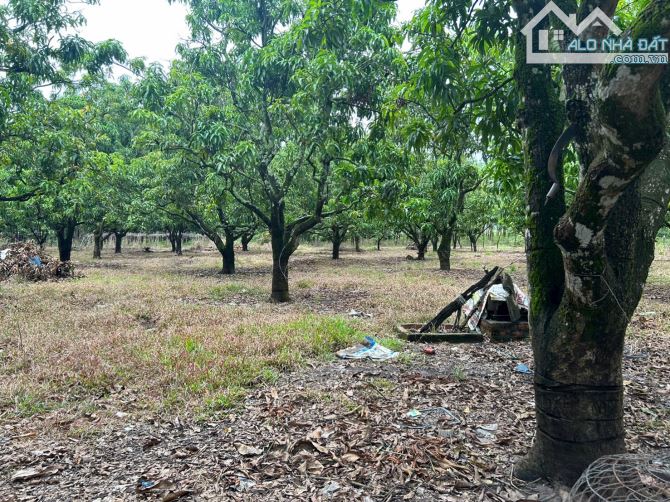 🔥 Bán Nhà Vườn 2,8ha View Suối Đẹp – Có Sầu Riêng, Xoài, Nhà Cửa, Điện Nước Đầy Đủ – Lộc - 1