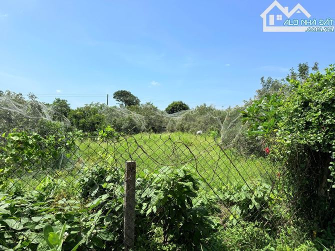 🌳 Vườn cây ăn trái 2.577m² – View núi Minh Đạm – Cách biển Phước Hải chỉ 3km 🌊 - 2