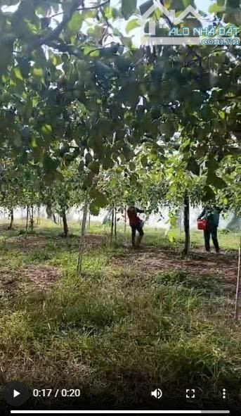 BÁN 5HA ĐẤT HNK – CÓ 3HA TÁO ĐANG THU HOẠCH !!! - 2