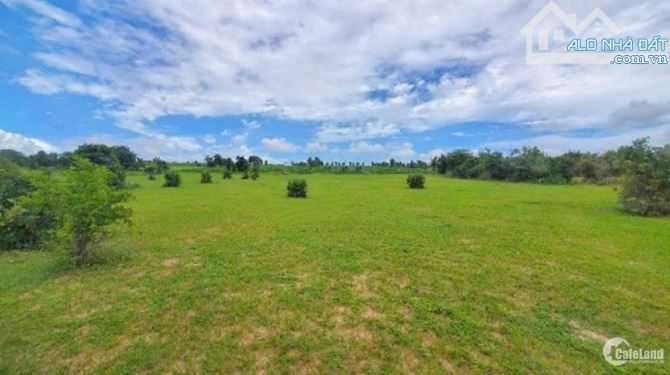 Đất nền tại xã Hàm Đức , Hàm Thuận Bắc, Bình Thuận, diện tích 1000m² đất trồng cây. - 2