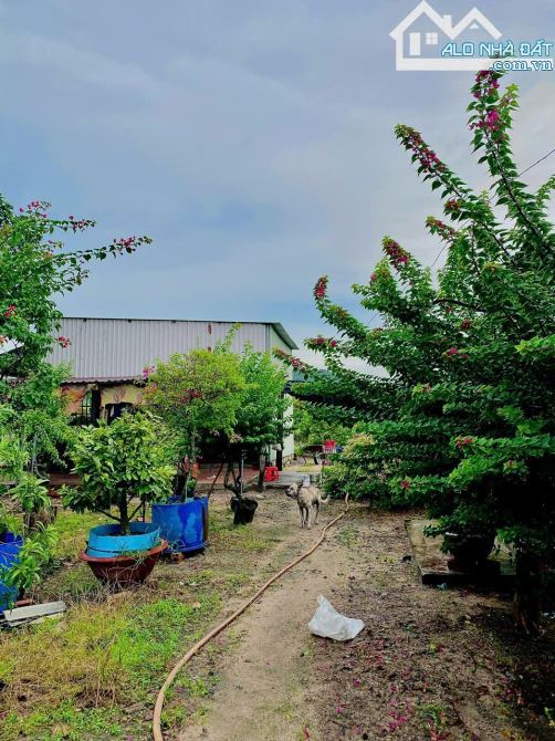 🌿 Bán Đất Vuông Vức 5700m2 Long Mỹ - Đất Đỏ BRVT 🌿 - 3