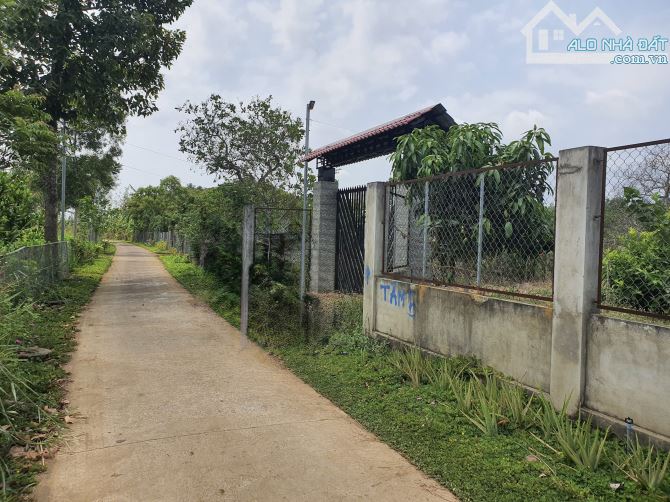 Hơn 1 mẫu nhà Yến và vườn trái cây đang thu hoạch Yến - 3