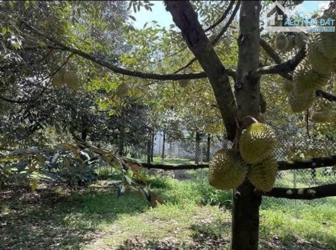 CHỦ NGỘP BÁN GẤP NHÀ VƯỜN RỘNG 2500M2 THỔ CƯ SHR CÓ SẴN CÂY ĂN TRÁI - 3