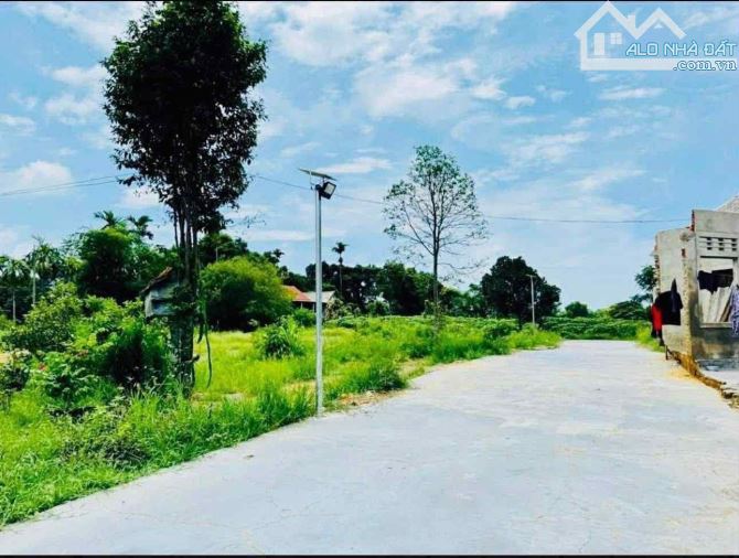🥰Đất Phưỡng Kim trà( Hương Xuân cũ)🥰 - 3
