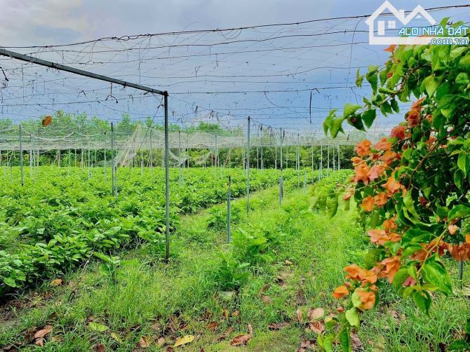 🌿 Bán Đất Vuông Vức 5700m2 Long Mỹ - Đất Đỏ BRVT 🌿 - 4