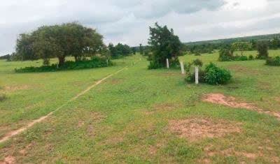 6669 m2 chỉ 450triệu Bán đất vườn xã Hồng Thái huyện Bắc Bình tỉnh Bình Thuận - 4
