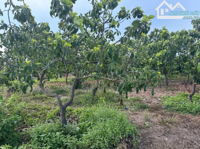 🌴Biệt Thự Vườn Phước Hải🏡3.300m²–MT 10m Đường Nhựa–Cách TL44B 50m–Giá 5 Tỷ XX - 5