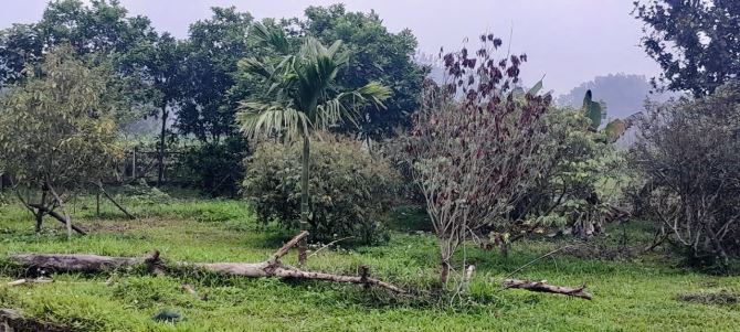1.216M2 ( 5,5 TỶ ) VIEW CÁNH ĐỒNG TRONG ĐẤT CÓ AO - 6
