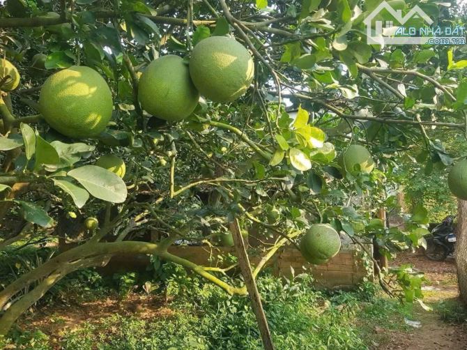CHỦ NGỘP BÁN GẤP NHÀ VƯỜN RỘNG 2500M2 THỔ CƯ SHR CÓ SẴN CÂY ĂN TRÁI - 6
