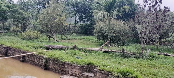 1.216M2 ( 5,5 TỶ ) VIEW CÁNH ĐỒNG TRONG ĐẤT CÓ AO - 8