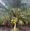 🌴Biệt Thự Vườn Phước Hải🏡3.300m²–MT 10m Đường Nhựa–Cách TL44B 50m–Giá 5 Tỷ XX