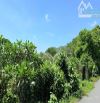 🌳Vườn Nhãn Phước Hải – Long Đất – 2.577m² – View Núi Minh Đạm & Gần Hồ Sở Bông