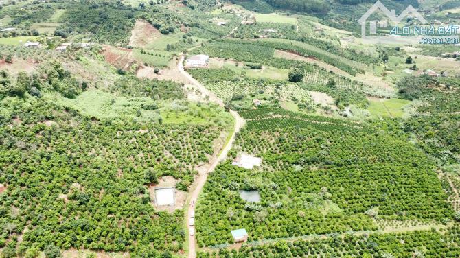 🌳 💥💥BÁN ĐẤT Ở NAM BAN 💸 💸 - LÂM HÀ - LAM ĐỒNG - 💸 CHỈ VỚI GIÁ 555 TRIỆU  💥 💥🌳
