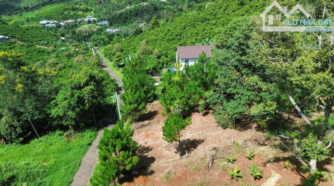 Chính chủ cần bán đất săn mây thôn 10A xã Bảo Lâm 3