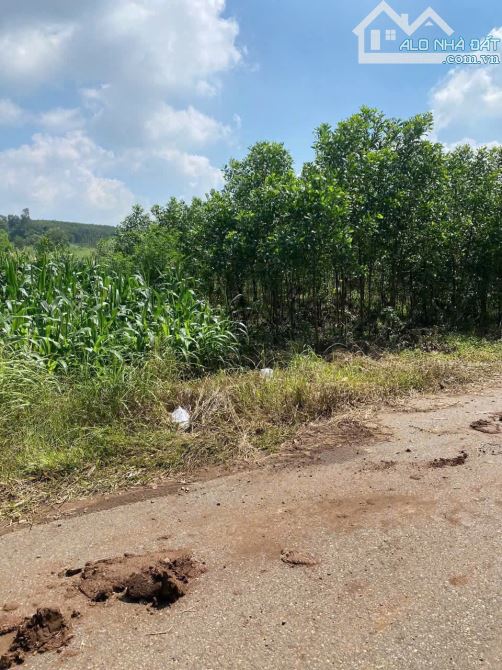 🌳 CHÍNH CHỦ GỬI BÁN – ĐẤT 8.000M² (8 SÀO) TẠI BÌNH GIÃ – BÌNH TRUNG CŨ 🌳 - 1