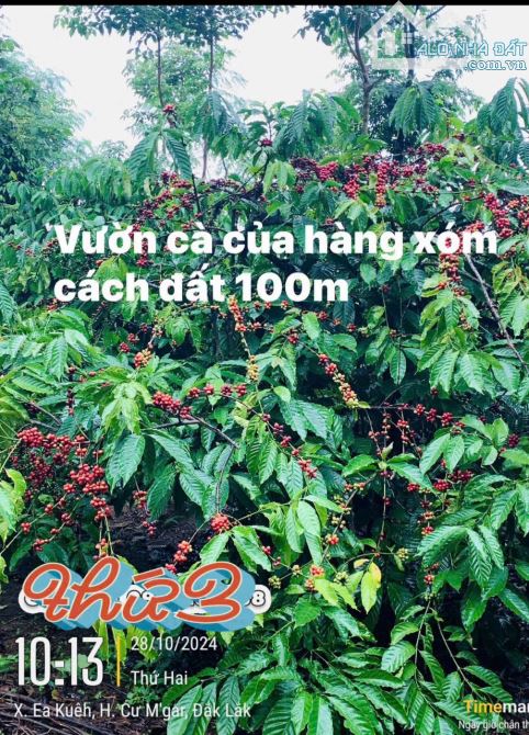 ĐẤT RẺ EA KUEH - CƯMGAR - ĐAKLAK 1.1ha - 720Triệu - 1