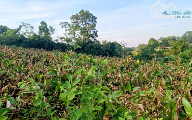 Bán đất thôn Dy, Minh Quang, Ba Vì, Hà Nội 2256m, 450tc, mt 55m, gần TL415, K9, chỉ 9.35tỷ - 2