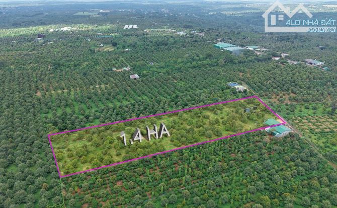 Lô sầu riêng ~ 1,4 ha Ea Kiêng, Ea Tul, Đắk Lắk - 3