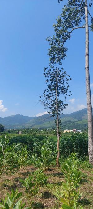 Chỉ 1,x tỷ sở hữu ngay 2000m view tuyệt đẹp Kim Bôi Hòa Bình  cần bán gấp - 3