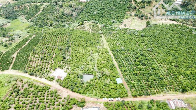 🌳 💥💥BÁN ĐẤT Ở NAM BAN 💸 💸 - LÂM HÀ - LAM ĐỒNG - 💸 CHỈ VỚI GIÁ 555 TRIỆU  💥 💥🌳 - 4