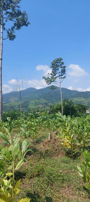 Chỉ 1,x tỷ sở hữu ngay 2000m view tuyệt đẹp Kim Bôi Hòa Bình  cần bán gấp - 4