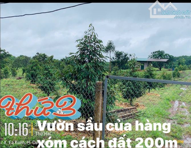 ĐẤT RẺ EA KUEH - CƯMGAR - ĐAKLAK 1.1ha - 720Triệu - 4