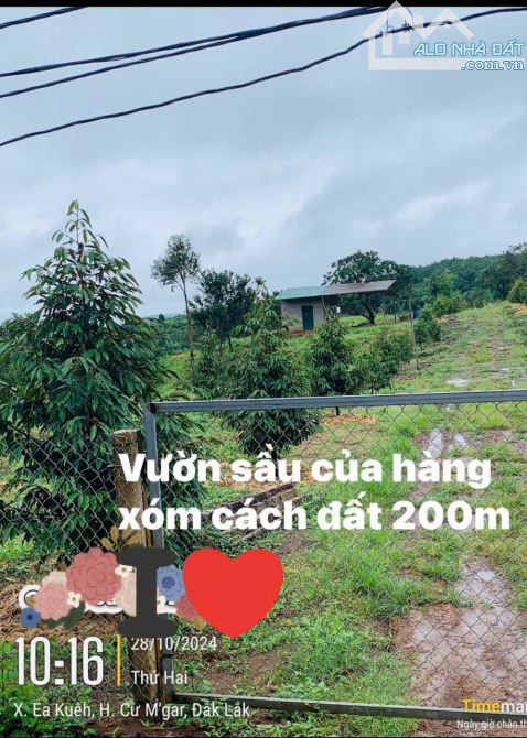 ĐẤT RẺ EA KUEH - CƯMGAR - ĐAKLAK 1.1ha - 720Triệu - 9