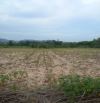 3.000 m2 đất cây lâu năm, mặt tiền  đường nhựa , cách QL1A 5,5 km