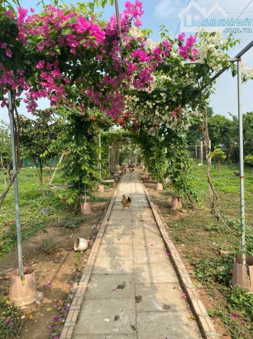 BÁN GẤP ĐẤT NHÀ VƯỜN - VÀNH ĐAI 4 THƯỜNG TÍN HÀ NỘI