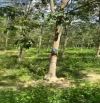 27.500m2  trồng cao su, sổ hồng trao tay, cách khu dân cư,  TL720  950m