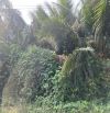 Bán 1.600 m2 đất trồng dừa mặt tiền đuờng huyện 90C,cách đuờng 90A 800m,Mỹ Phong