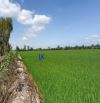 🔰 Bán đất lúa: 6.900m² (Mặt tiền 115m dài 60m) 🔰 Đường Thủy Lợi, xã Tân Hội Trung, ĐT