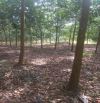 7.2 ha đất cao su 2MT đường nhựa , 800m2 ODT, Xã Thuận Phú giá 18.5 tỷ