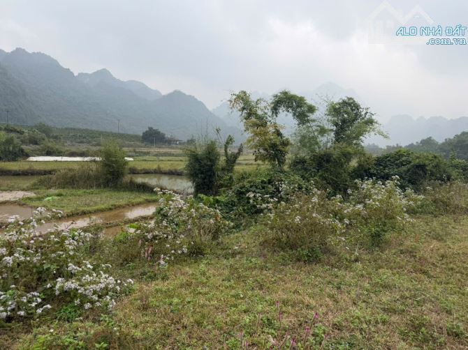 LÔ ĐẤT TUYỆT ĐẸP CHÍNH CHỦ BÁN 2676,7m2 đất ở 1000m2  , Viu cánh đồng thoáng mát - 2