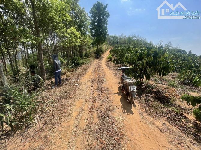 ✨ SIÊU RẺ: 14.401m2 ngay KDC, chất Đất Đỏ Bazan màu mỡ thích hợp với mọi loại cây - 399Tr - 1