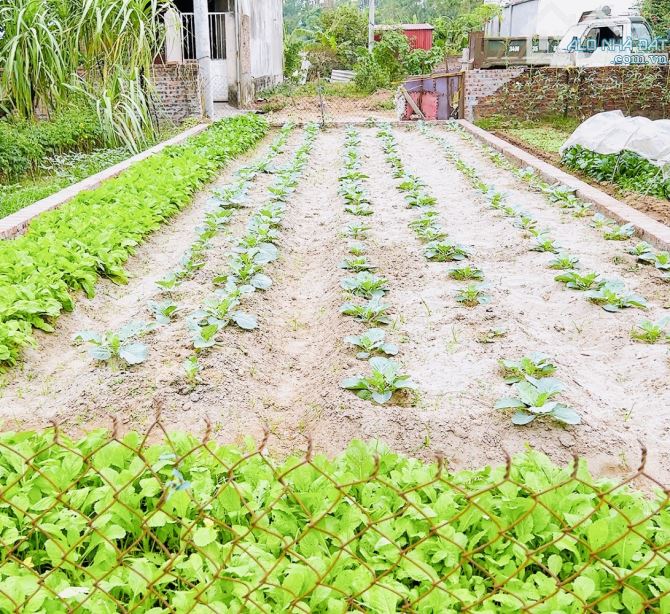 BÁNn HOA HẬU NGUYÊN KHÊ NGÕ THÔNG Ô TÔ TRÁNH ZÁ RẺ - 1