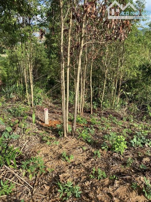 ✨ SIÊU RẺ: 14.401m2 ngay KDC, chất Đất Đỏ Bazan màu mỡ thích hợp với mọi loại cây - 399Tr - 5