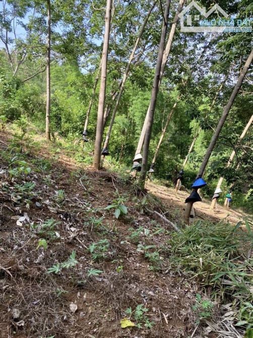 ✨ SIÊU RẺ: 14.401m2 ngay KDC, chất Đất Đỏ Bazan màu mỡ thích hợp với mọi loại cây - 399Tr - 6
