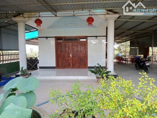 🏡 BÁN GẤP NHÀ VƯỜN MẶT TIỀN NHỰA XÃ MƯƠNG MÁN - HÀM THUẬN NAM - BÌNH THUẬN - 3