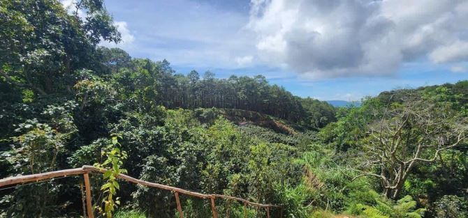 1966m2 đất nn tại Trạm Hành- Đà Lạt, đất gần Ql, view rừng thông, đường 4.5 m - 1