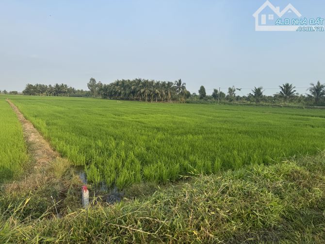 2200m2 Đất Bờ Kênh Phường 9, TP Trà Vinh - 2