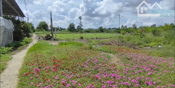 💎 Bán đất vườn (35 x 57m) đan xe máy xã Tân Đông gần đường Mạc Văn Thành - 3