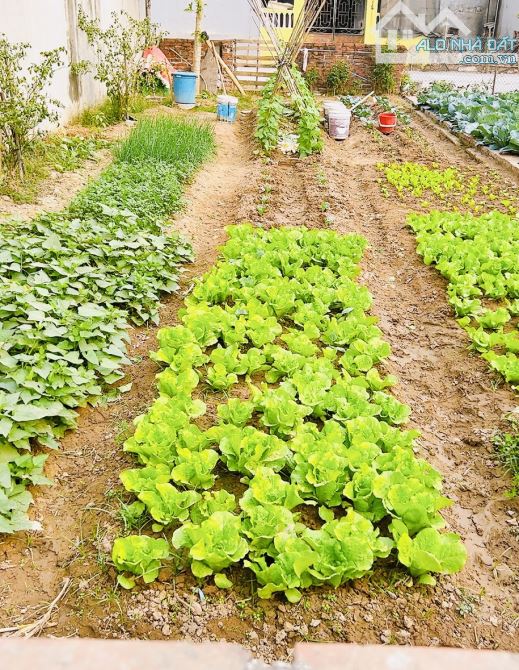 BÁNn GẤP HOA HẬU VĨNH NGỌC NGÕ THÔNG Ô TÔ TẢI NGỦ TRONG ĐẤT 75m VĨNH NGỌC ZÁ RẺ - 1