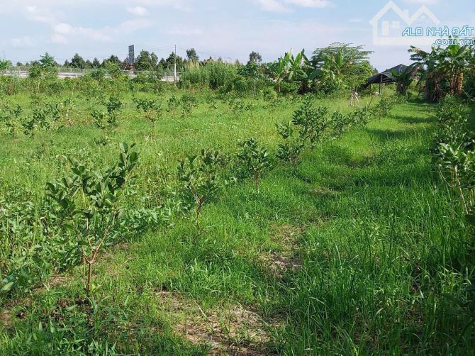 Bán đất mặt tiền đường cao tốc Mỹ Thuận-Cần Thơ, An Phú Thuận, Đồng Tháp - 2