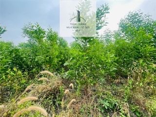 2 Sào Đất Phủ Hồng Đã Tách Làm 2 Sổ - Thuộc Thôn 4 Xã Suối Rao - Khu Dân Cư - 1