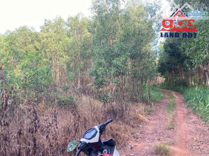 D049 Bán Đất Cách Đường QL1A 800m. Xã Bắc Sơn-TB, hơn 5000m2. SHR. Chỉ 10ty5 - 2