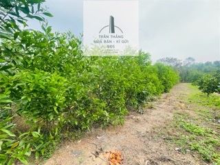2 Sào Đất Phủ Hồng Đã Tách Làm 2 Sổ - Thuộc Thôn 4 Xã Suối Rao - Khu Dân Cư - 4