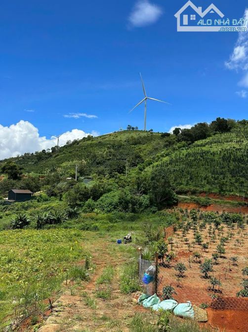 7000m2 đất nn view săn mây, cách uỷ ban Xuân Trường 300m, đất bằng phẳng, đường 4m - 2