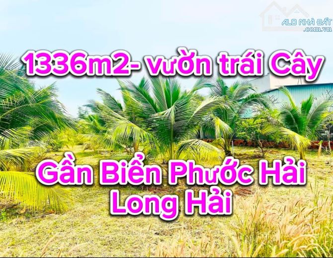 Thị trấn Phước Hải, 1336m2-ngang16m dài 84m, phủ hồng đất ở, sẵn vườn dừa, giá 3tyx