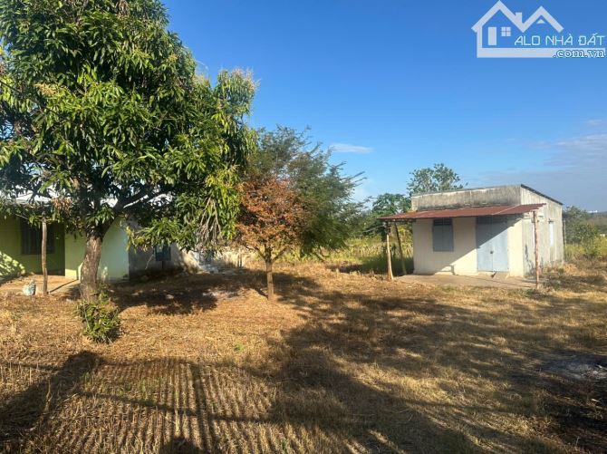 💥1.5 Hecta đất có thổ cư thuộc Ea Nuôl Buôn Đôn với 35m mặt tiền đường nhựa - 5.7 tỷ - 4